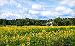 Scenic view of sunflower field along Cathell Road in Worcester County, Maryland near Ocean Pines.