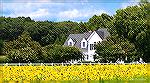 Scenic view of sunflower field along Cathell Road in Worcester County, Maryland near Ocean Pines. 