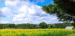 Scenic view of sunflower field along Cathell Road in Worcester County, Maryland near Ocean Pines. 