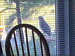 I caught a very very rare occurrence: an Osprey lands and sits about one foot beyond our glass doors....