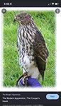 Cooper's Hawk