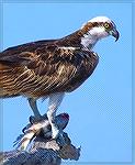 Osprey image