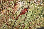 Here's an interesting fact - just in case you see a cardinal that looks like the one that I snapped a photo of in my yard.  It's usually summer, after the nesting season, when these "black-headed" car