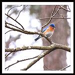 Flocks of bluebirds have been visiting my backyard daily for almost a week now.