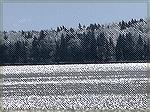 Casco Bay, Freeport Maine from my brothers yard looking out at island after ice storm. Power out, broken trees, etc. (3-25-24)