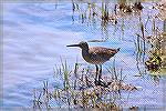 Willet on Assateague Island