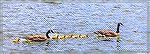 Goose family swims on Manklin Crrk in Ocean Pines, Maryland. May 8, 2024.