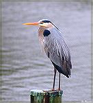 Great Blue Heron on our dock. 3/23/2025.Not a bad image considering it was shot through the glass of a sliding door.