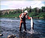 Joe Reynolds lands a trophy-sized Atlantic Salmon caught on the Hunt River, Labrador.