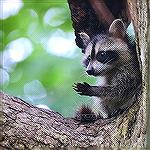 We had a family of three baby raccoons in our backyard last month.  They only stayed for a week, but they were a lot of fun to watch.